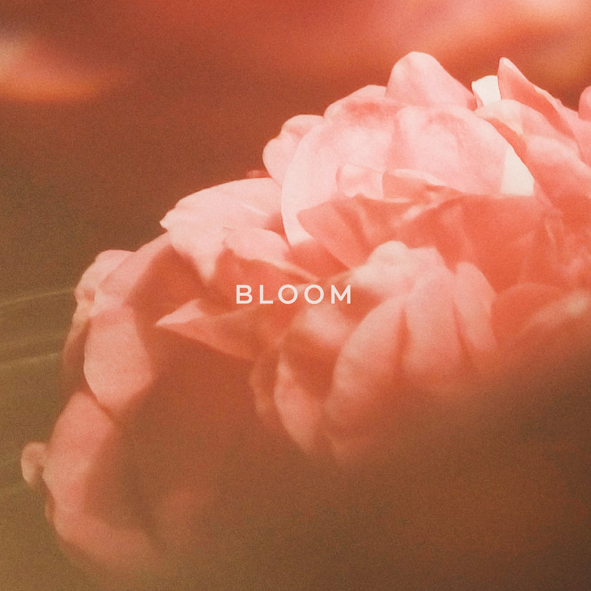 BLOOM — PEONY & RASPBERRY